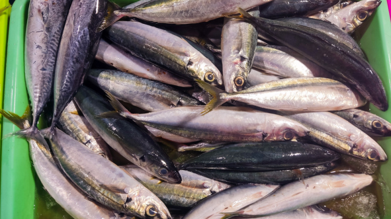 Cesta di sgombri freschi